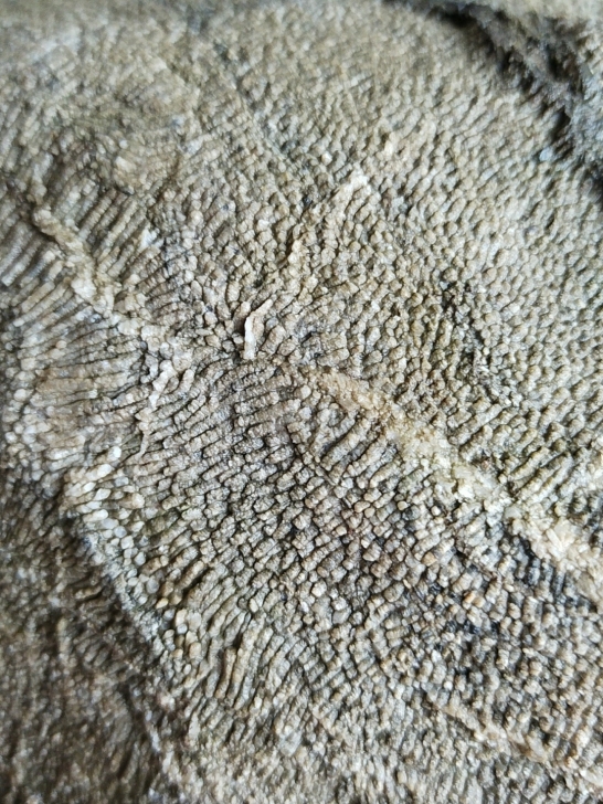 奇石~(点状化石)~自己在山上捡的奇石，近...