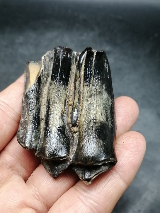 奇石～（老化石牙）  自己捡的，化石，不清...