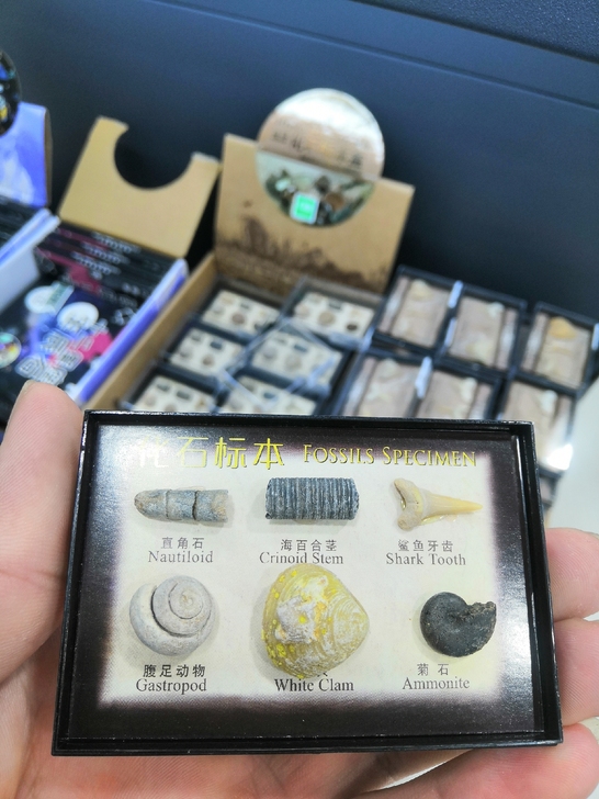 化石标本 仅有是10盒 售完下架 捡漏的来...