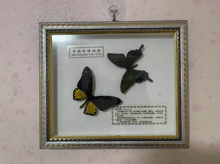 情侣蝶,35cm*30cm。非偏远地区包邮