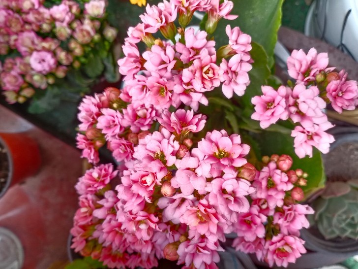 米朵 长寿花 也叫白狐