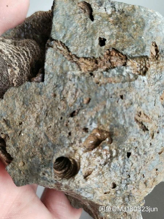 奇石～（虫洞化石）~自己捡的，纹理特别，不...