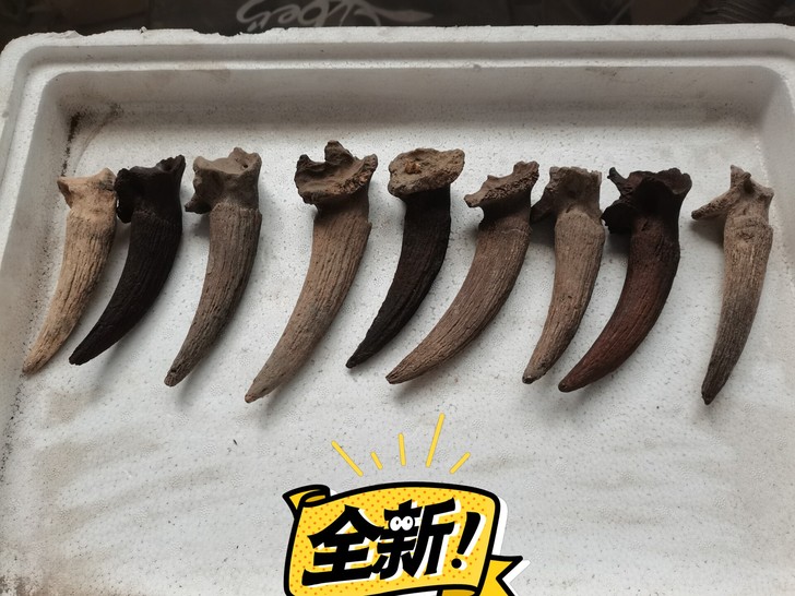 冰河时期角化石