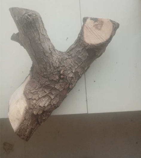 枣木弹弓原料（两个枣木一个黄栌）原木未加工...