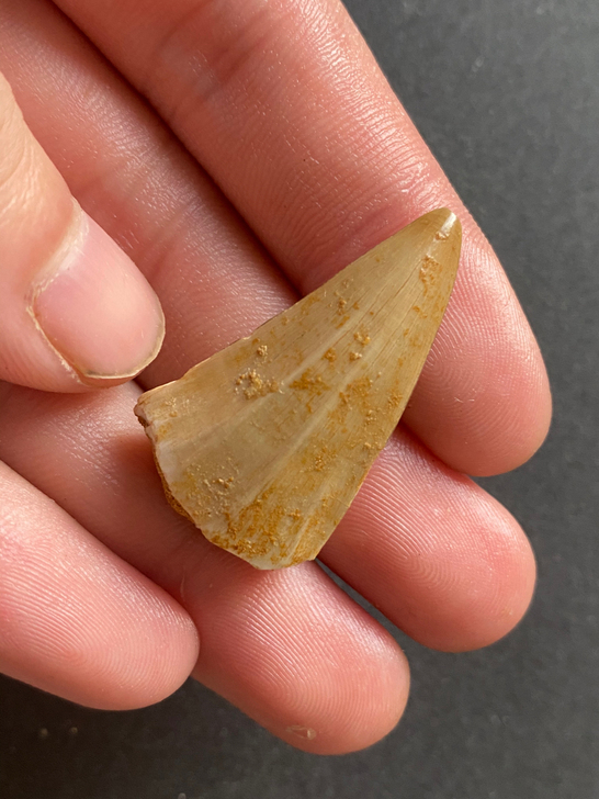 摩洛哥白垩纪博格龙teeth模型化石牙脊粗壮