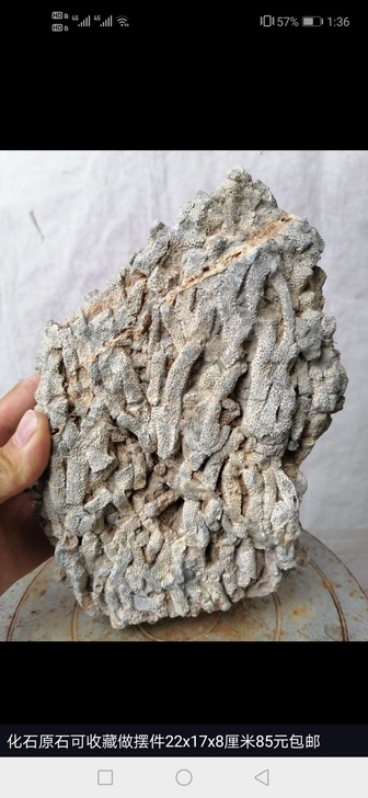 化石放漏,自捡自销