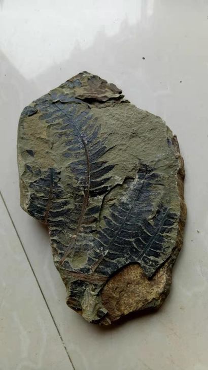 植物化石：苏铁6