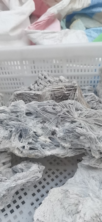 远古树苗化石,远古植物化石,对风水财运气运...