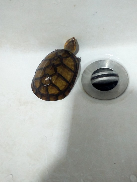 红面蛋龟，闭壳，活泼好动能吃，很漂亮全品，...