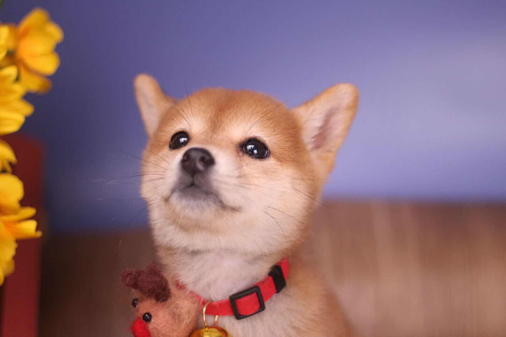 柴犬宝宝