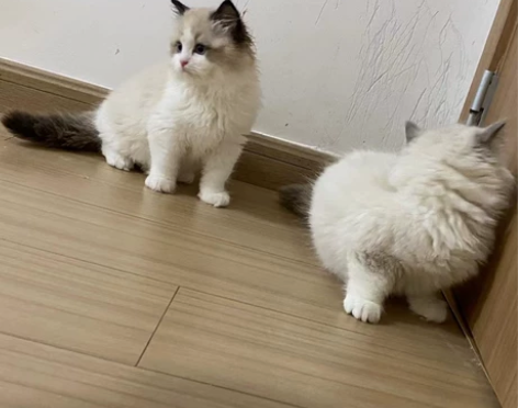 还剩三只  眼睛里有星辰大海[拥抱] 感兴...