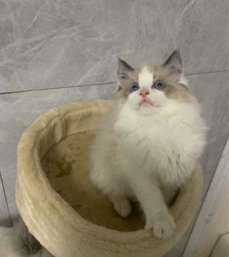 标价就是卖价自家布偶生的一窝幼猫、带一只小...