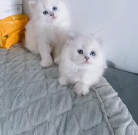 银点高地 纯白高地 金吉拉 脸蛋真的很...