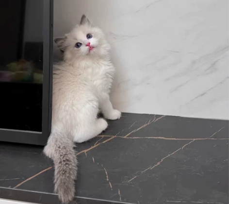 布偶幼猫一窝,传统系布偶猫、海蓝双弟弟妹妹...