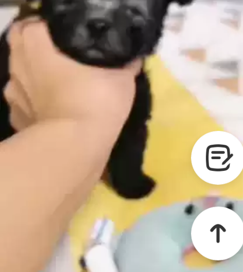 灰妹妹第一针疫苗记录，这小脸蛋儿简直太漂亮...