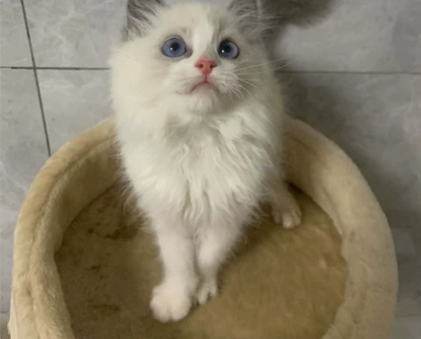 布偶幼猫一窝,传统系布偶猫、海蓝双弟弟妹妹...