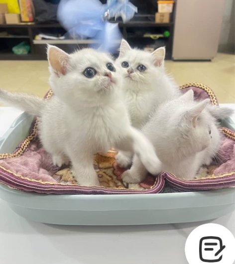 全款520，佛山禅城家养，银渐层妹妹，银点...