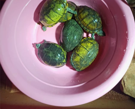 自家选育红面。种龟不卖。只出售苗。产蛋季很...