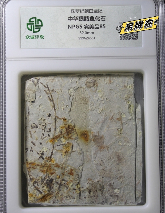 众诚评级85分，狼鳍鱼化石，评级鉴定包真包...