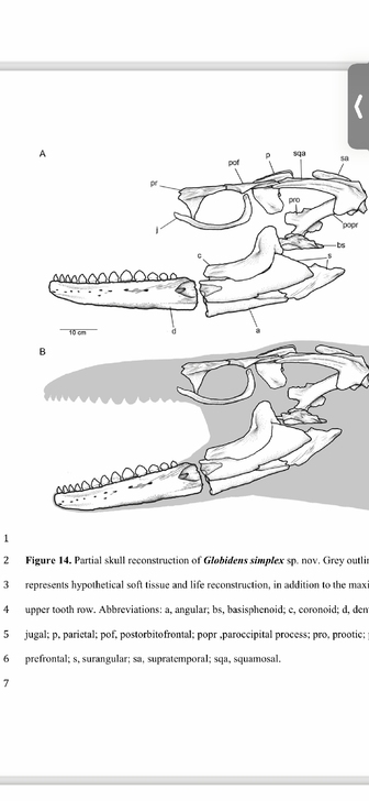 球齿龙牙化石，图一图二球齿龙齿列分布图，让...