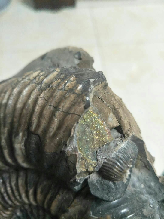 菊石/化石/俄罗斯铁矿化