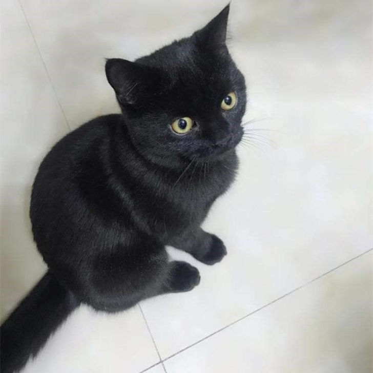 黑猫警长一只公