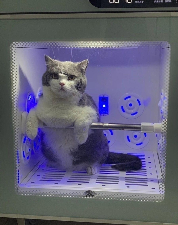 Jirpet全自动宠物烘干箱猫咪烘干吹水机