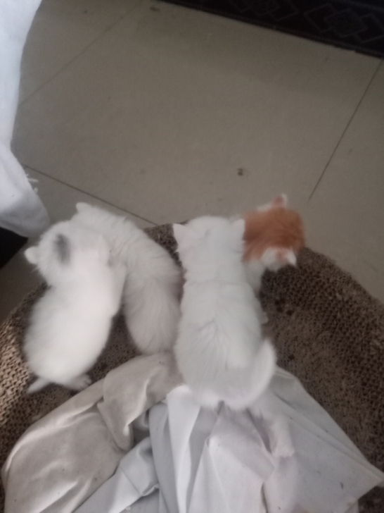 纯白狮子猫   接预定   目前一只三个多...