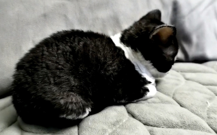 德文卷毛猫（图1已售）