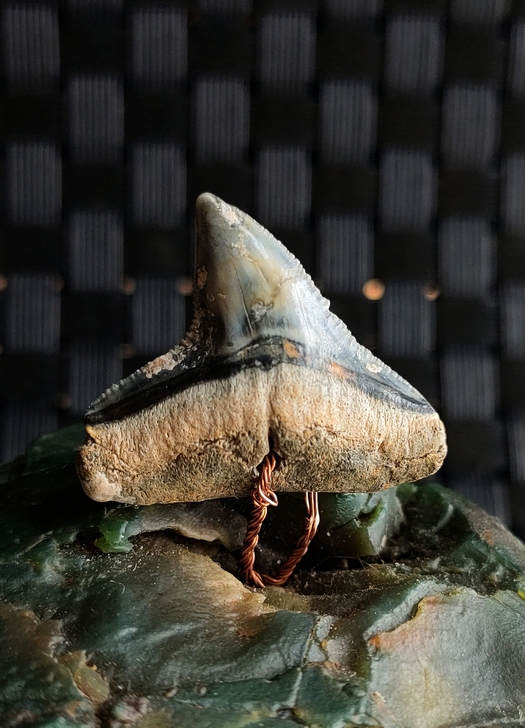 高度矿化的鲨鱼牙齿化石,产于美国,长2.5...