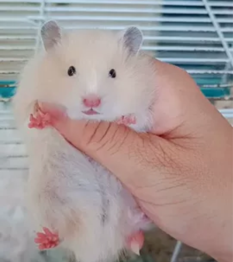 家养鼠长毛金丝熊,爸爸长卷毛面纹蜜,妈妈杂...