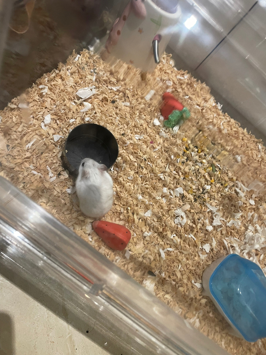 免费出仓鼠 找收养的主人 有一只成年布丁 ...