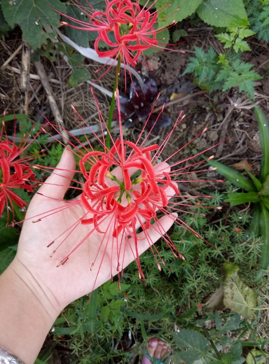 彼岸花 曼珠沙华 石蒜