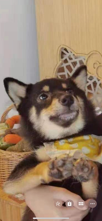 55收瑶遇见神鹿皮肤