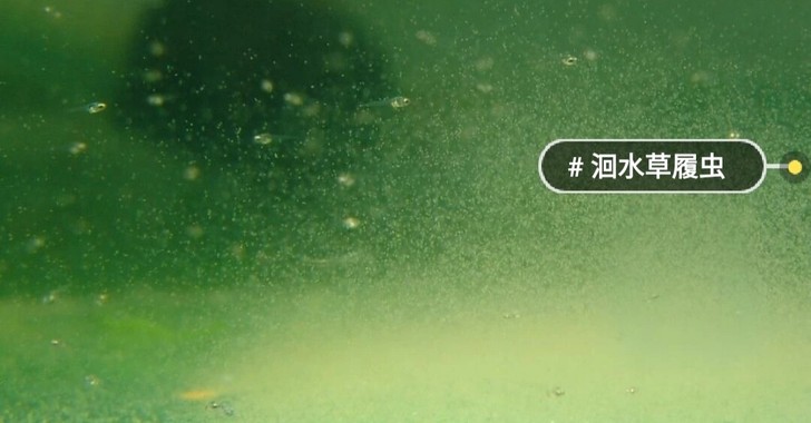 过滤网10块加洄水草履虫10块一份600m...