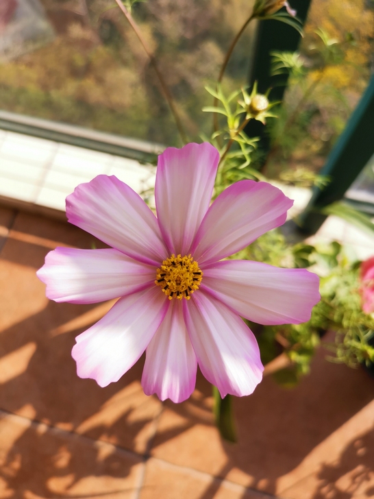 卡片，花音1-6全  da然tai版