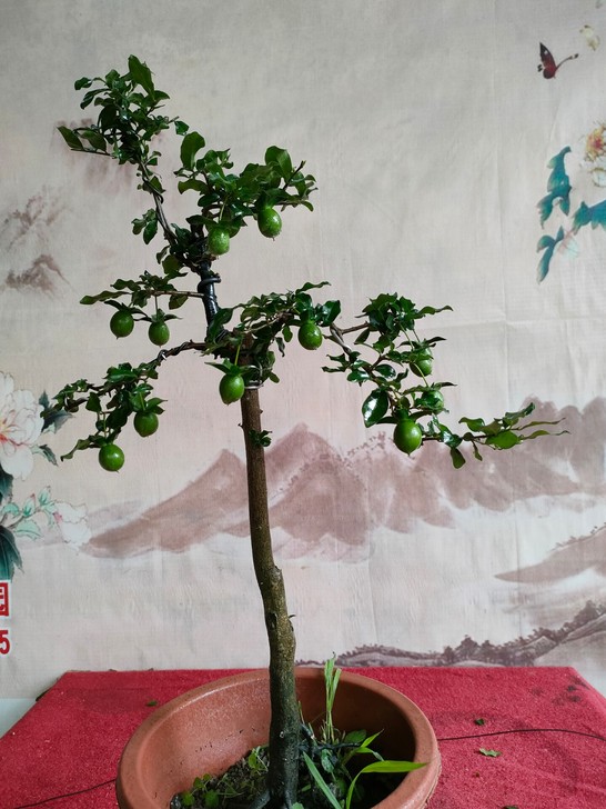 金弹子盆景，灌木金弹子，原生母细节看图，脱...