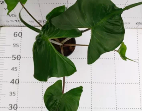 黄貂鱼叶芋盆栽绿植新手易养净化空气新房防辐射