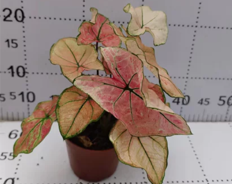 双株红莓彩叶芋盆栽绿植新手易养净化空气新房...