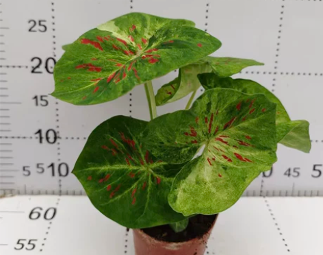 抹茶彩叶芋盆栽绿植新手易养净化空气新房防辐射