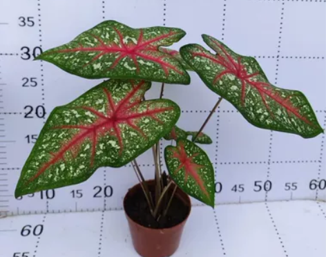 妖娆夏日微风彩叶芋盆栽绿植新手易养净化空气...