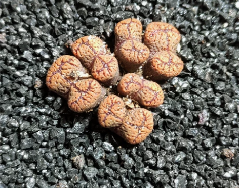 小白君の多肉，新品，番杏科，肉锥属，西线勋...