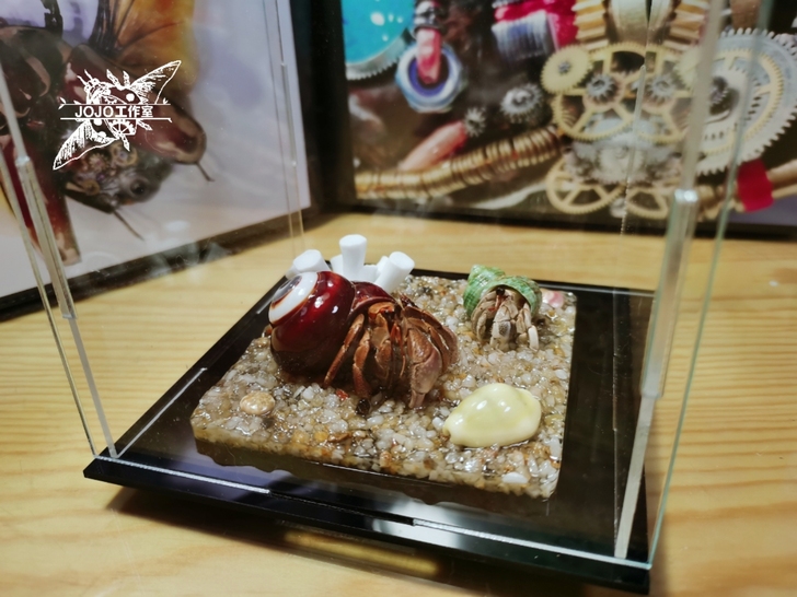 短腕+灰白寄居蟹标本 螃蟹标本 昆虫甲虫标...