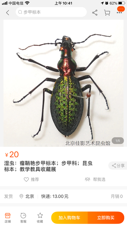 昆虫标本，活的