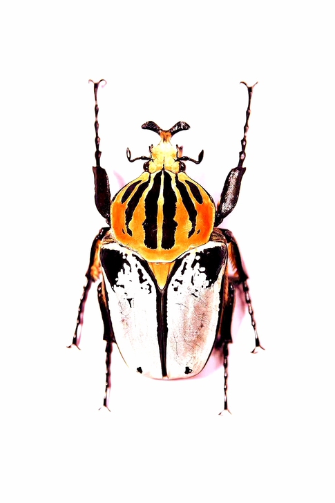 甲虫/昆虫标本代做，甲虫螳螂竹节虫蜂蝽等昆...