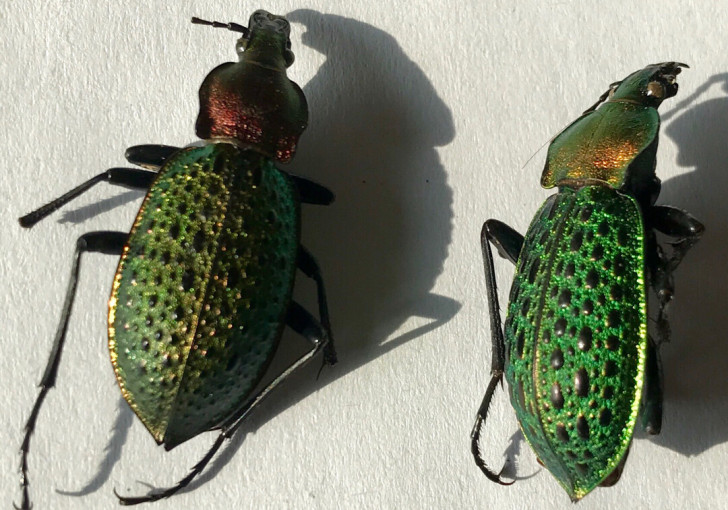 甲虫，标本，绿色金色。