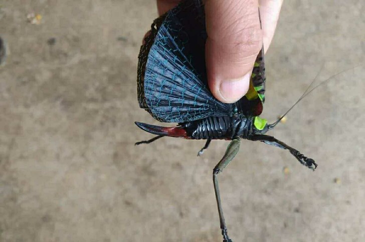 非常棒的昆虫，喜欢制作标本和当宠物的可以拿...