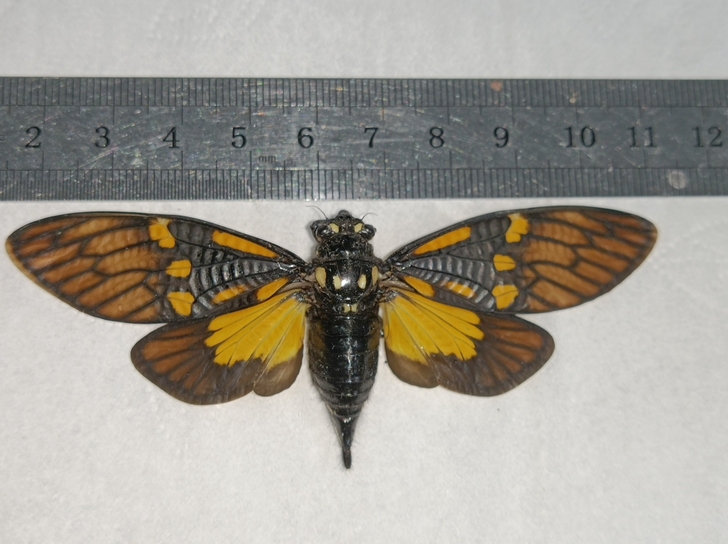 蝉标本 彩色蝉 原虫