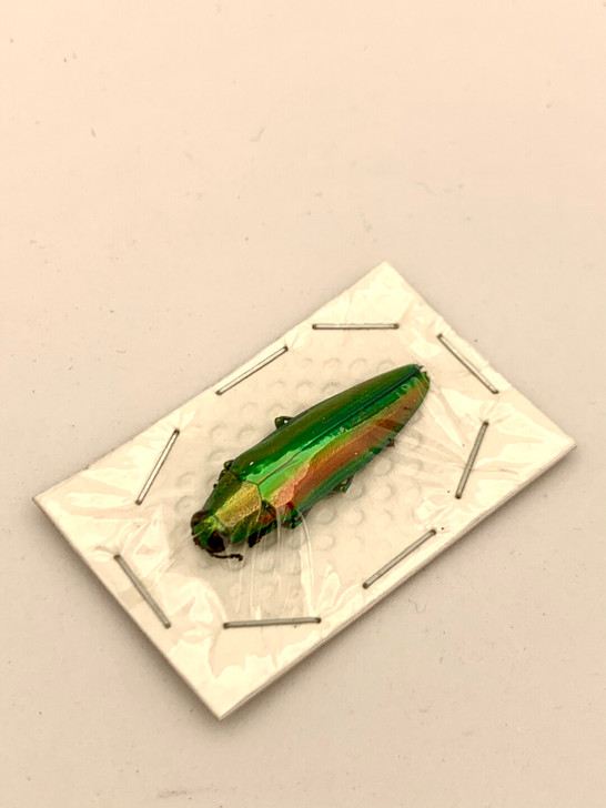 金吉丁虫标本