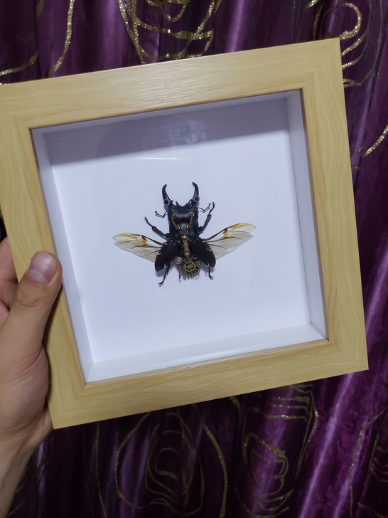 蒸汽昆虫标本摆件精美礼品生物改造摆摊爆品中...